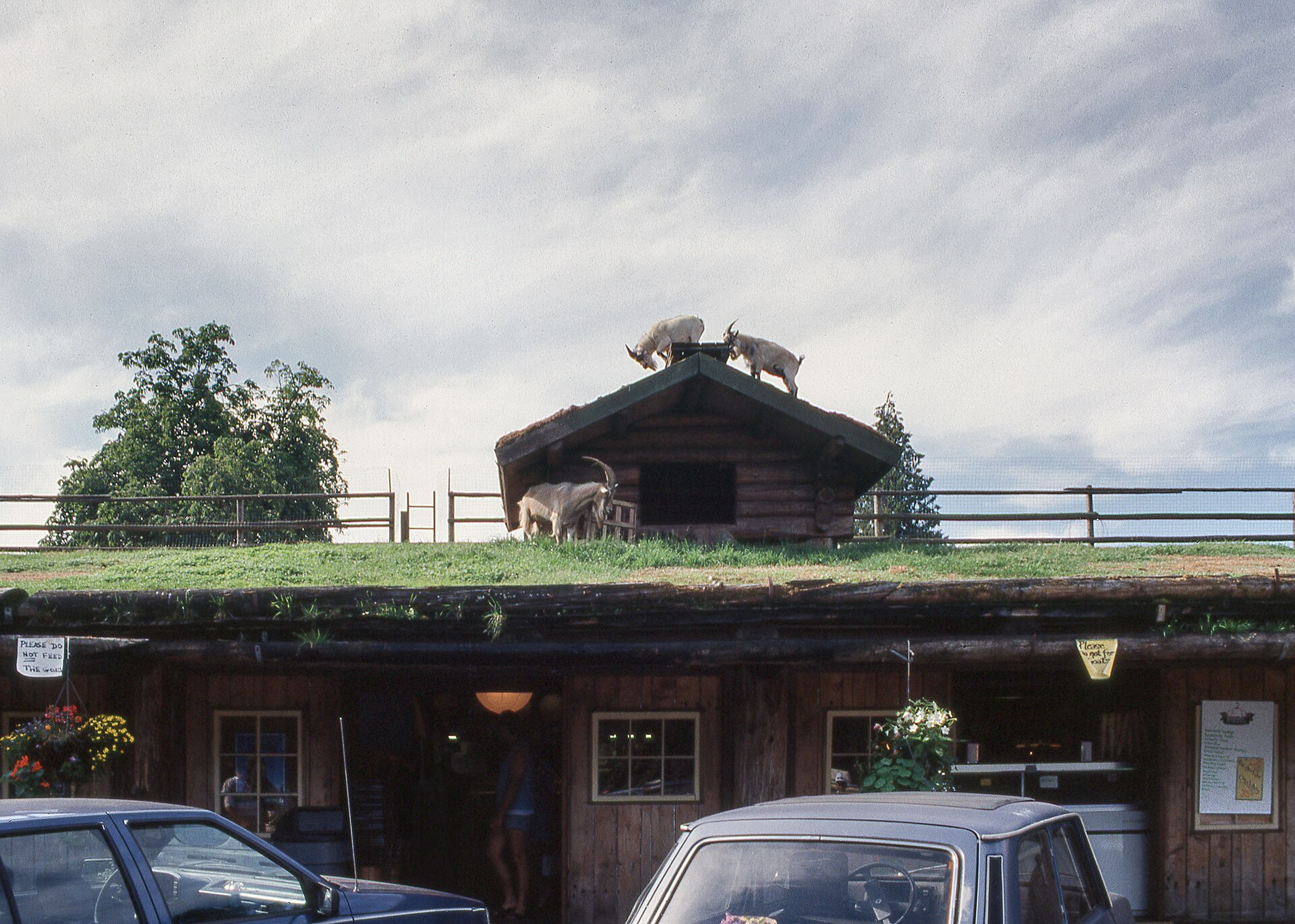 Coombs Old Country Market mit Ziegen auf dem Dach